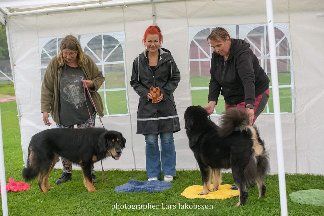 14 BIR o BIM Tibetansk mastiff
