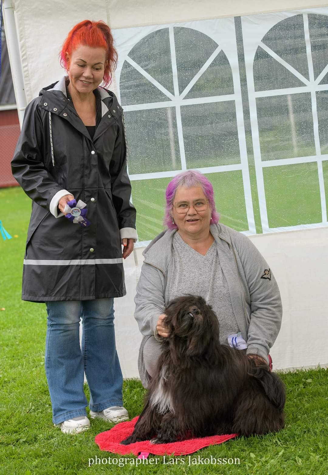 15 BIR Tibetansk terrier