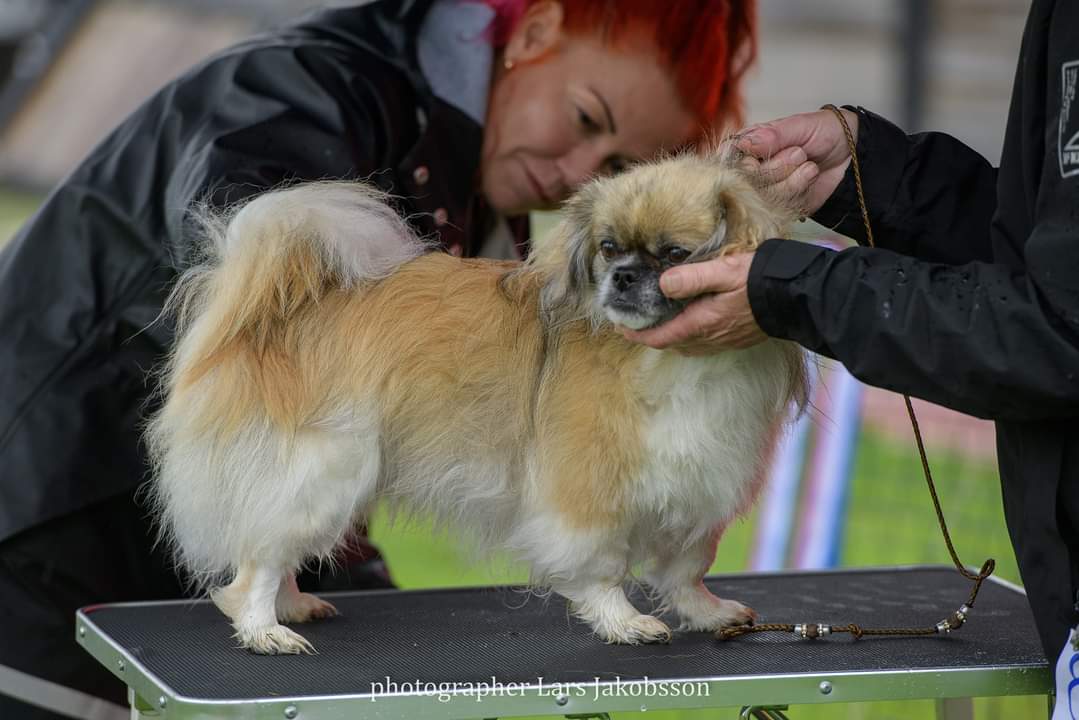 16 Tibetansk spaniel