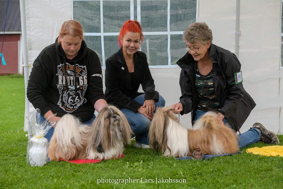 17 BIR o BIM Shih tzu