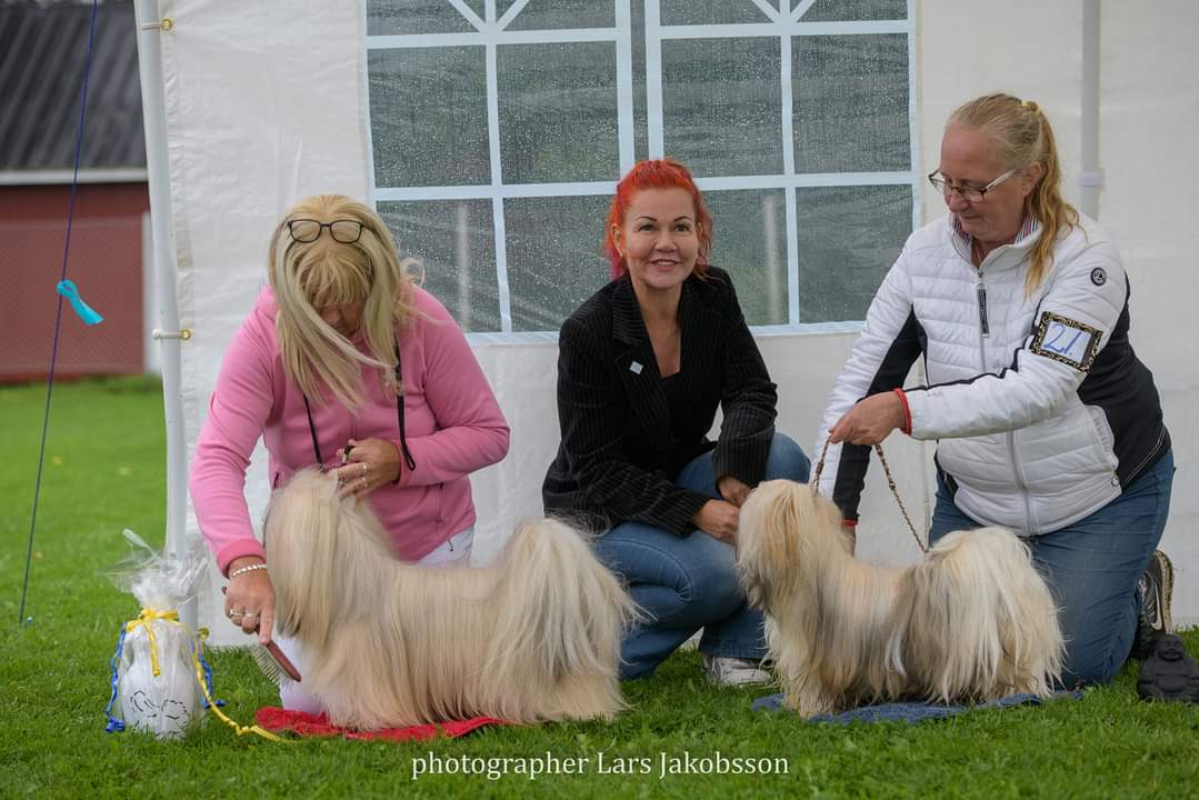 2 BIR o BIM Lhasa apso