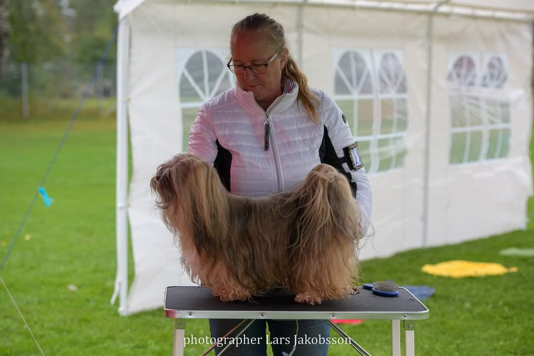 3 BIR veteran Lhasa apso